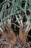 Allium trachyscordum