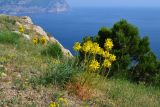Asphodeline lutea. Цветущие растения в петрофитной степи. Крым, Караньское плато. 3 мая 2012 г.