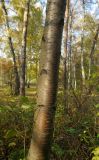 род Betula