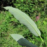 Salix dasyclados