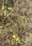 Bupleurum marschallianum