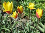 Tulipa разновидность chrysantha