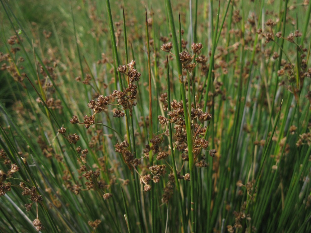 Изображение особи Juncus acutus.