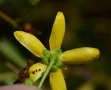 Hypericum triquetrifolium