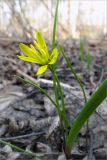 Gagea lutea