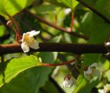 Actinidia kolomikta