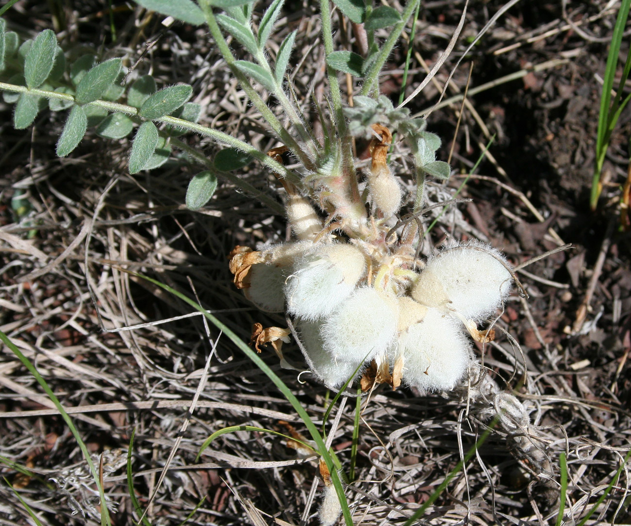 Изображение особи Astragalus testiculatus.