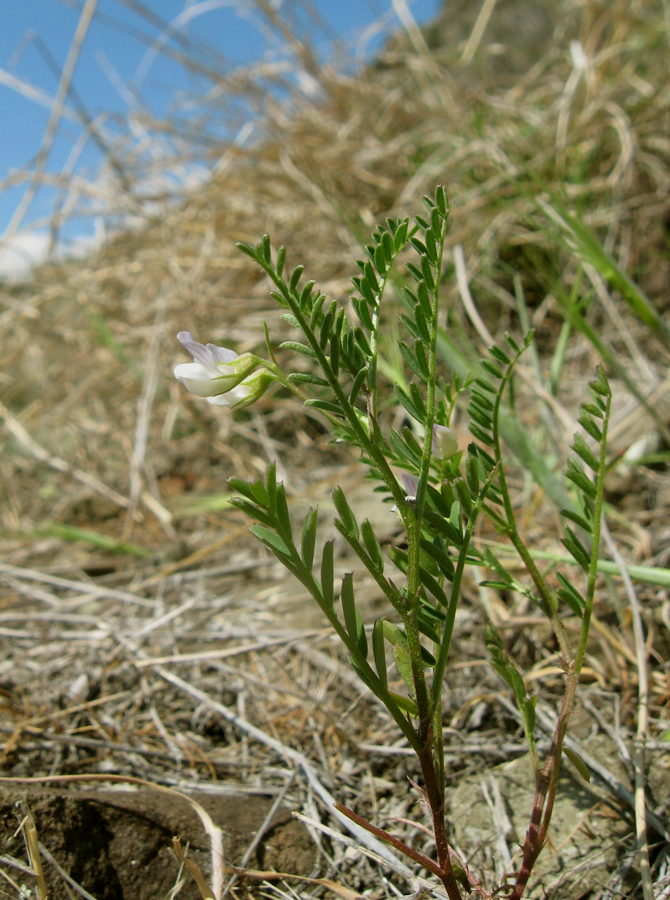 Изображение особи Vicia ervilia.