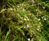 Veronica anagallis-aquatica