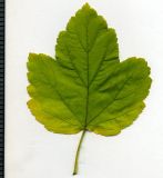 Physocarpus opulifolius. Лист (вид сверху). Курская обл, г. Железногорск, в культуре. 30 сентября 2009 г.