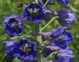 Delphinium dictyocarpum. Часть соцветия. Восточный Казахстан, Глубоковский р-н, окр. с. Тарханка, вершина сопки. 16.06.2015.