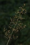 Agrostis tenuis