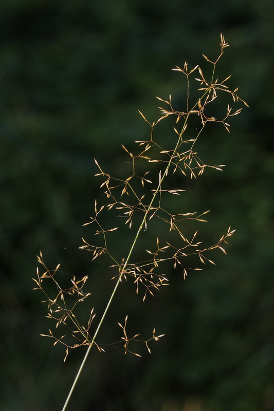 Изображение особи Agrostis tenuis.