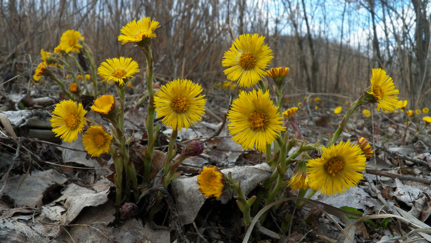 Изображение особи Tussilago farfara.