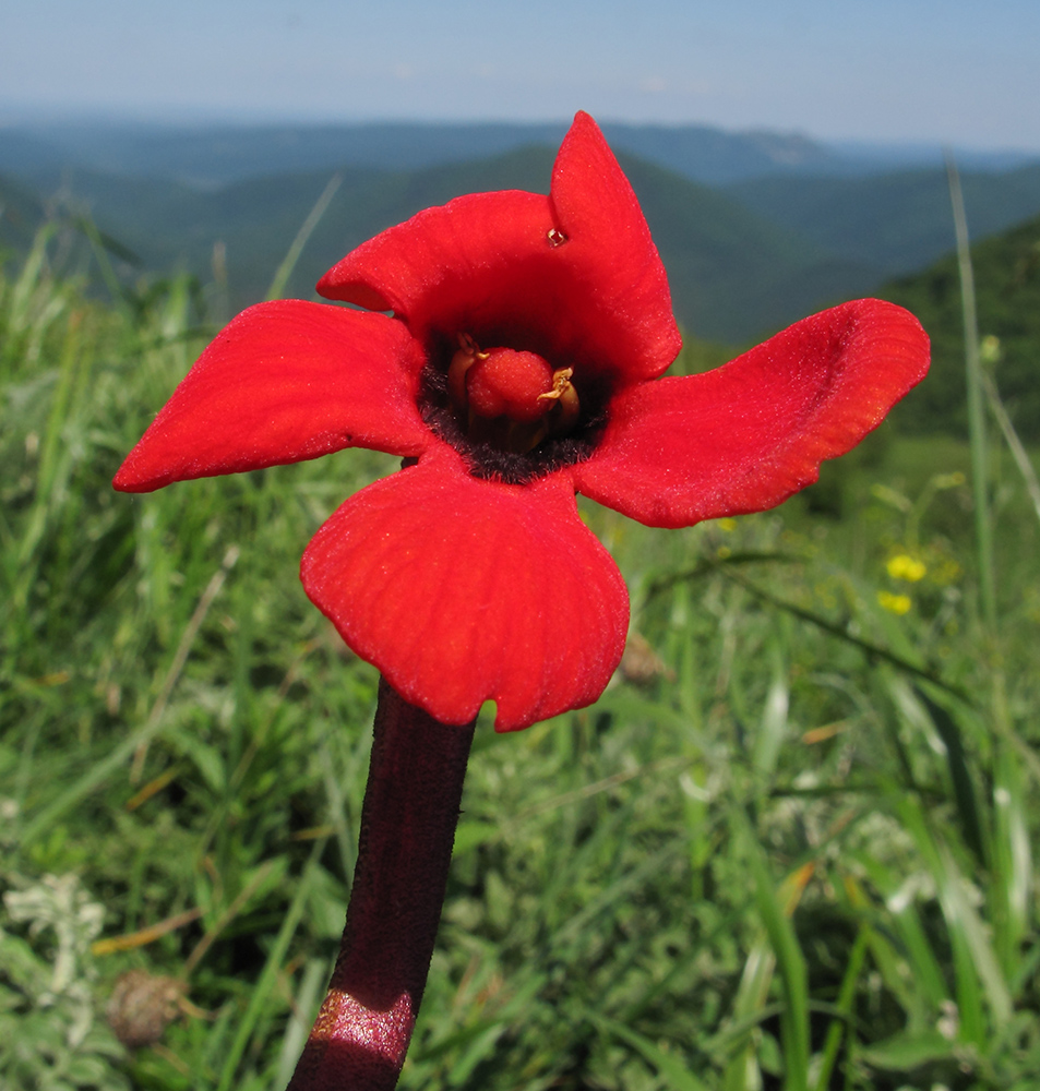 Изображение особи Phelypaea coccinea.