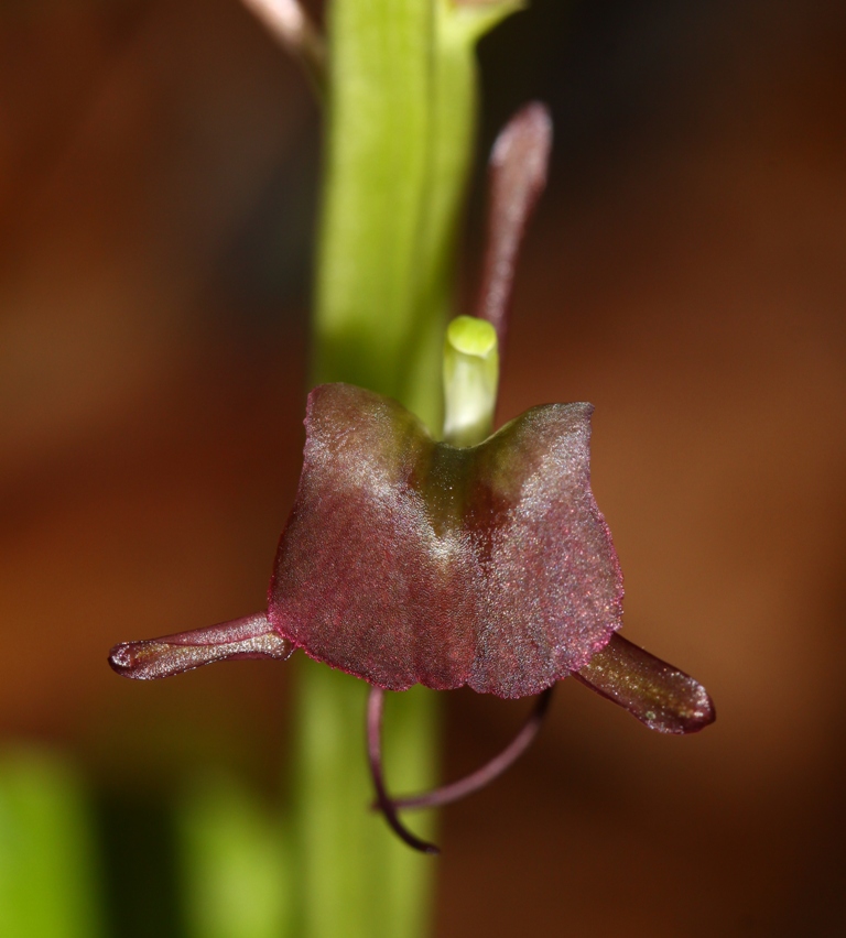 Изображение особи Liparis japonica.