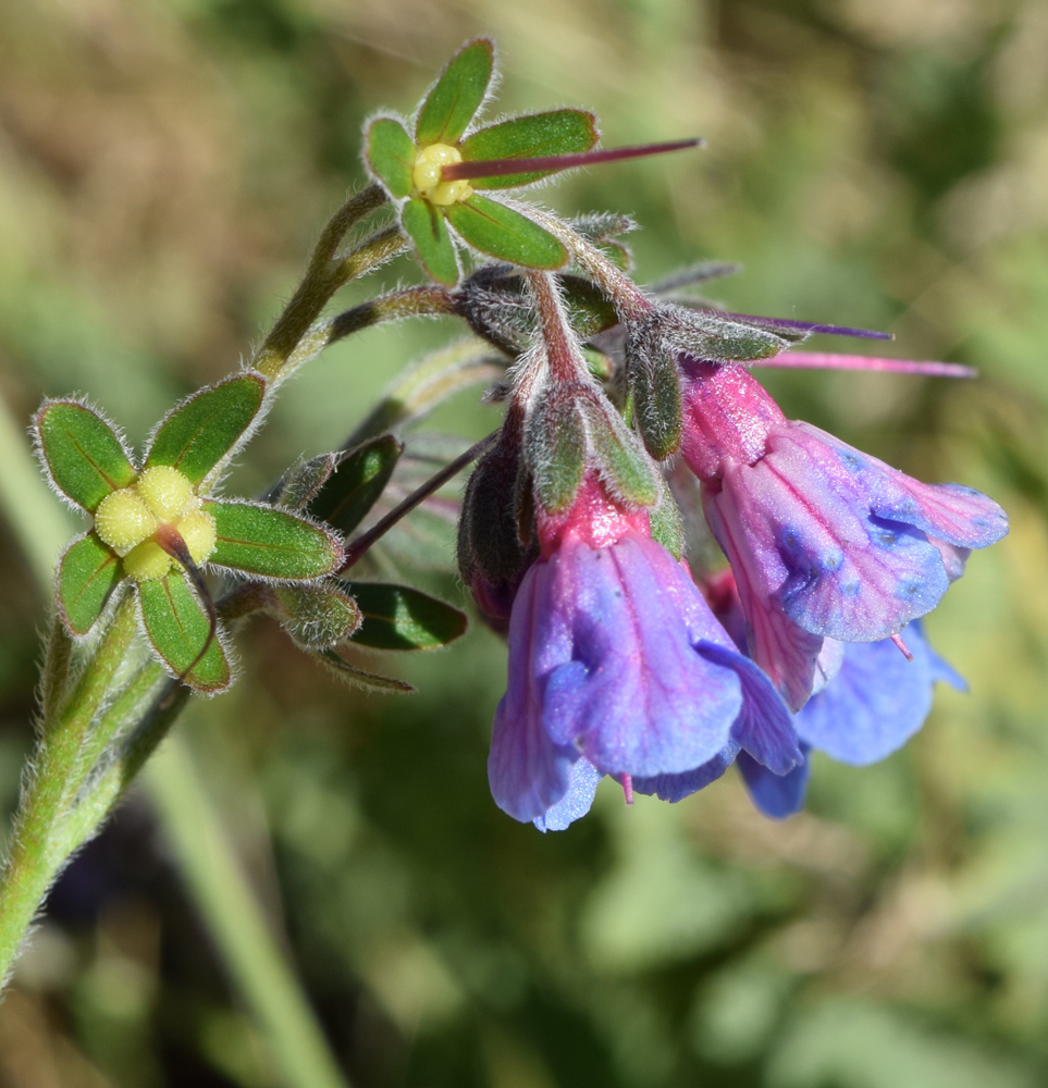 Изображение особи Lindelofia macrostyla.