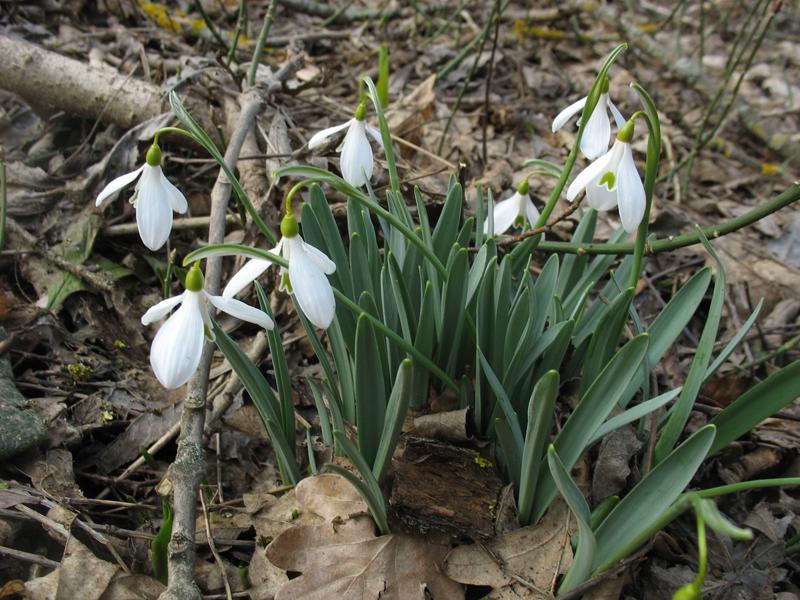 Изображение особи Galanthus caucasicus.