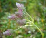 Antennaria dioica. Общее соцветие. Ямало-Ненецкий автономный округ, г. Надым, северная окраина, просека в хвойно-мелколиственном лесу вдоль ЛЭП. 13 июля 2016 г.