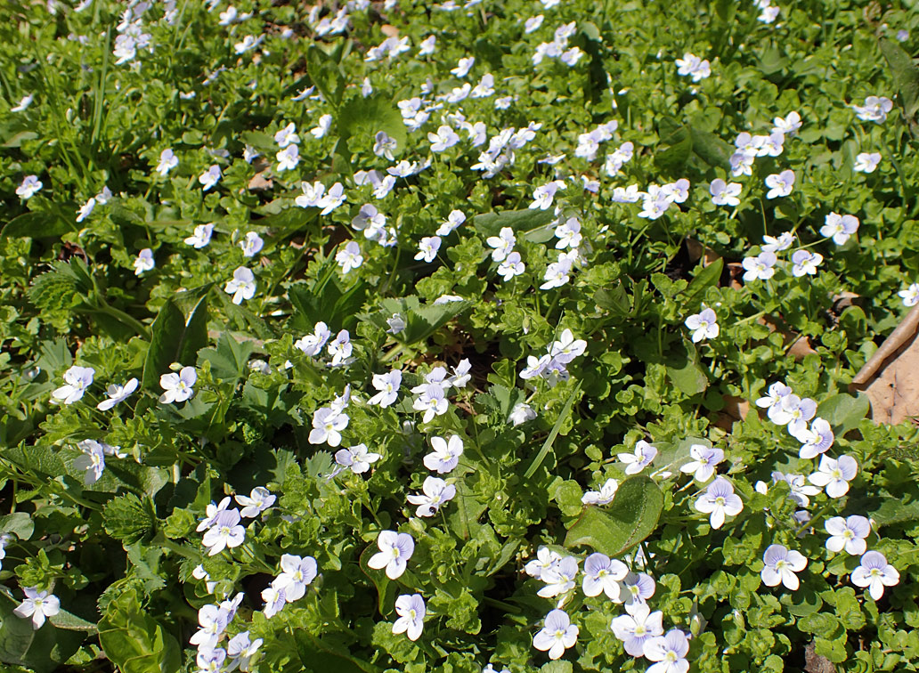 Изображение особи Veronica filiformis.