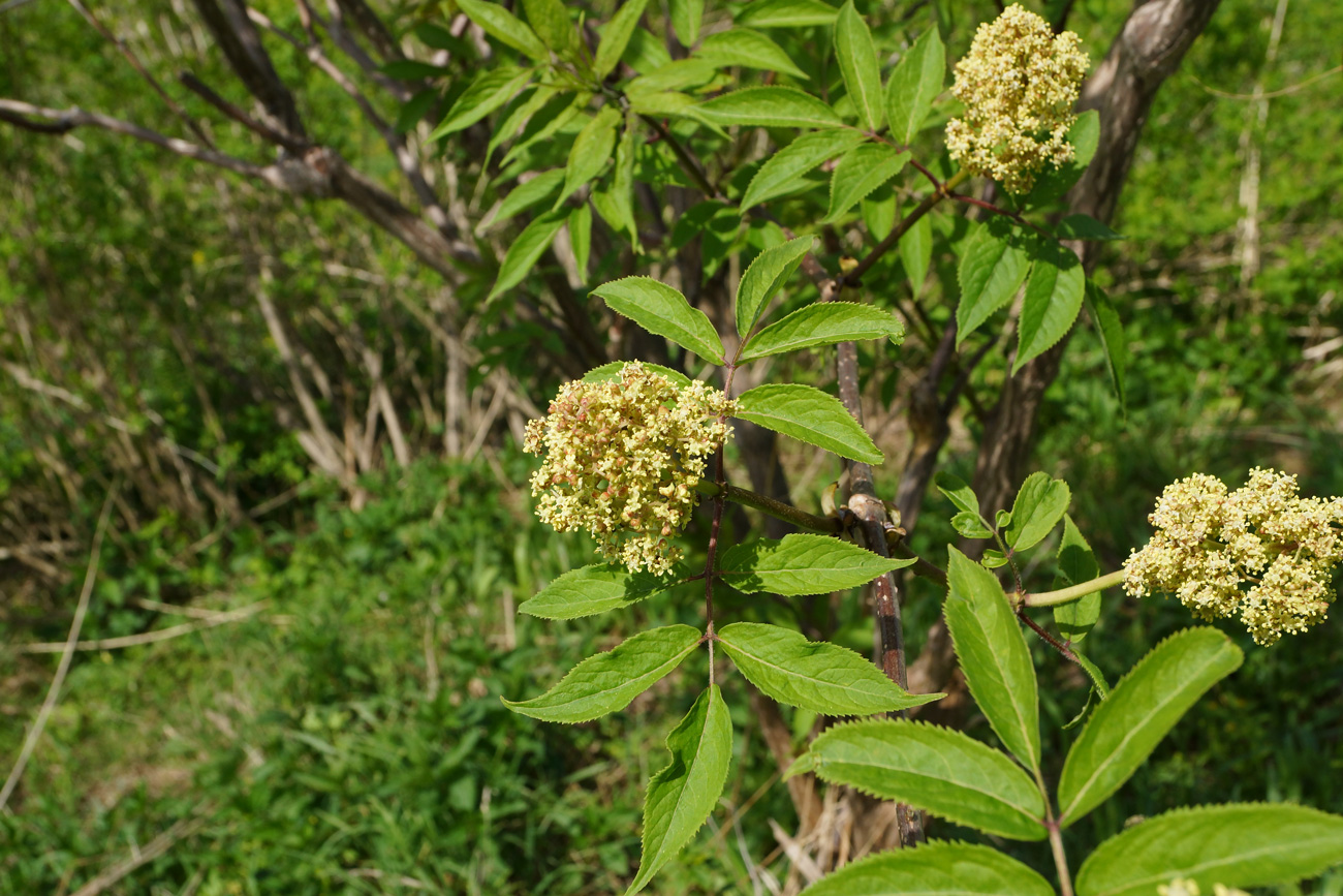 Изображение особи Sambucus sibirica.