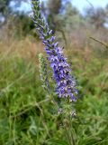 Veronica spicata. Соцветия. Ростовская обл., Азовский р-н, побережье Таганрогского залива в р-не косы Очаковская, у подножия надбереговой террасы. 30.05.2017.