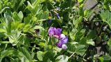 Lathyrus japonicus подвид pubescens. Соцветие и листья. Камчатский край, Петропавловск-Камчатский городской округ, бухта Большая Лагерная, приморский луг. 01.07.2017.