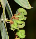 Acacia glaucoptera