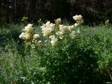 Filipendula ulmaria. Цветущие растения. Североуральский городской округ, окр. пос. Крутой Лог, бывшая дер. Высотинка, берег р. Вагран, разнотравная поляна. 29.07.2017.