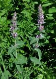 Stachys balansae