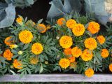 Tagetes patula. Верхняя часть цветущих растений, культивар 'Оранж Бой'. Иркутская обл., Иркутский р-н, дер. Позднякова, огород. 11.08.2017.