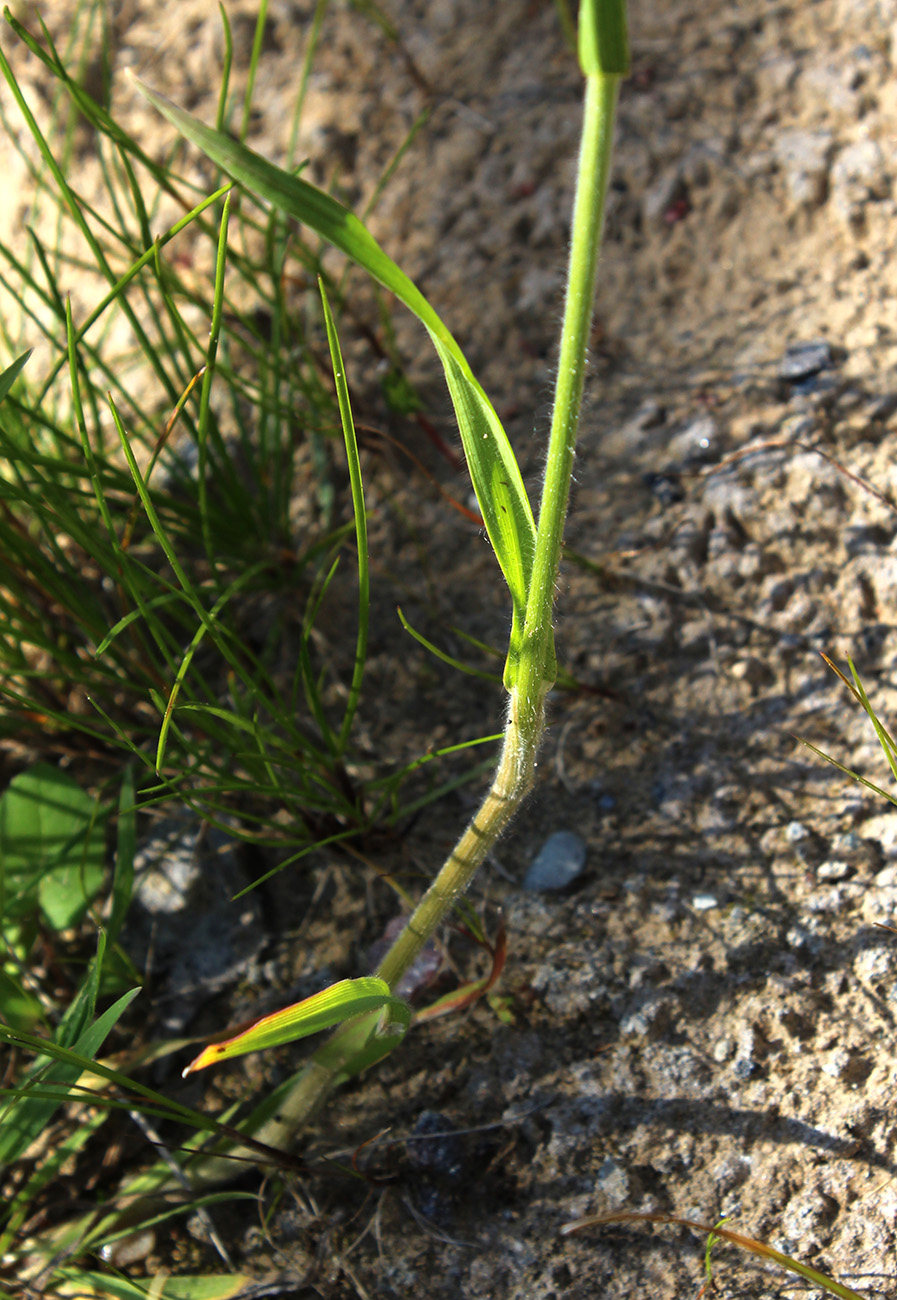 Изображение особи Bromus hordeaceus.