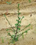 Artemisia campestris