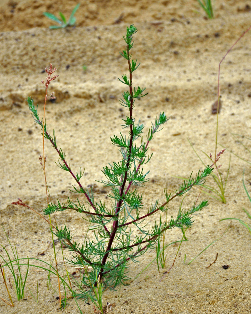 Изображение особи Artemisia campestris.