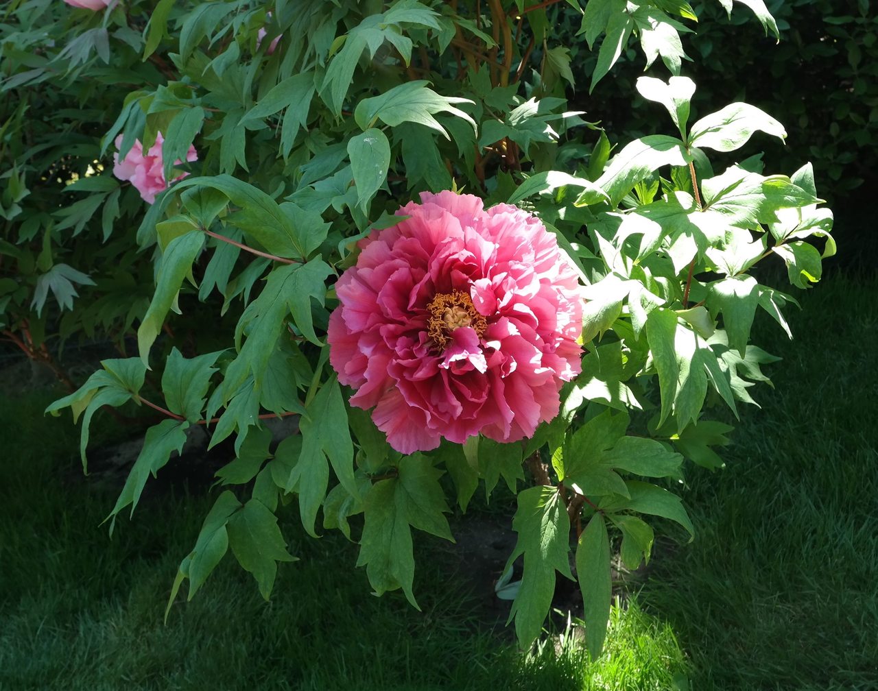 Image of Paeonia suffruticosa specimen.