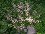 Saxifraga umbrosa. Цветущие растения. Тверская обл., Весьегонск, около частного дома, в культуре. 21 июня 2018 г.