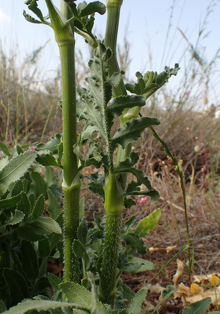 Изображение особи Opopanax hispidus.