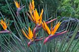 Strelitzia juncea