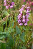 Prunella grandiflora. Верхушка цветущего растения. Кировская обл., г. Киров, Ботанический сад Вятского государственного университета, в культуре. 07.07.2018.