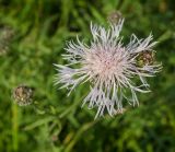 Centaurea scabiosa. Цветущее и развивающееся соцветия (гипохромная форма). Пермский край, Кунгурский р-н, левый берег р. Шаква в р-не моста на Рыжково, разнотравный луг. 27 июля 2019 г.