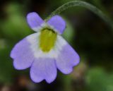 Pinguicula hirtiflora