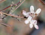 Coronilla viminalis