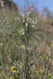 Silene dichotoma