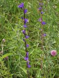 Campanula cephalotes. Верхушки цветущих растений. Приморский край, Лазовский р-н, Лазовский заповедник, луг возле кордона Америка. 17.08.2009.