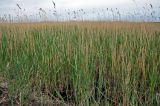 Phragmites australis. Вегетирующие растения с сухими прошлогодними соплодиями. Астраханская обл., Лиманский р-н, ильмень Кюте, в воде у берега. 24.04.2021.