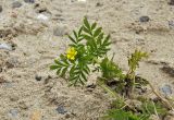 Potentilla supina подвид paradoxa. Цветущее растение. Приморский край, Ханкайский р-н, окр. с. Турий Рог, прибрежная песчаная терраса между российской и китайской границами. 26.06.2022.