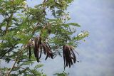 Leucaena leucocephala