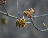 Acer negundo. Соцветия и катафиллы на верхушках побегов. Москва, Кузьминский лесопарк, аллея вдоль МКАД у дома 1 по Ферганскому проезду. 12.04.2023.