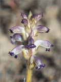 Orobanche cumana. Соцветие (растение паразитирует на Artemisia sp.). Казахстан, Мангистауская обл., Тупкараганский р-н, плато Тюб-Караган, песчано-глинистая пустыня. 08.06.2022.