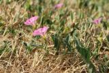 Convolvulus arvensis